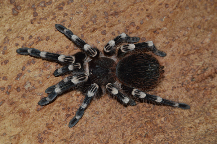 0.0.1 Acanthoscurria geniculata - Juvenile