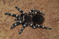 0.0.1 Acanthoscurria geniculata - Juvenile