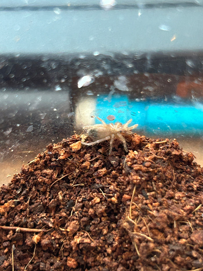 0.0.1 Aphonopelma seemani - Sling