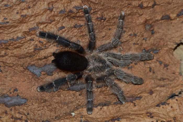 0.0.1 Avicularia merianae - Sling
