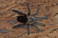 0.0.1 Avicularia merianae - Sling