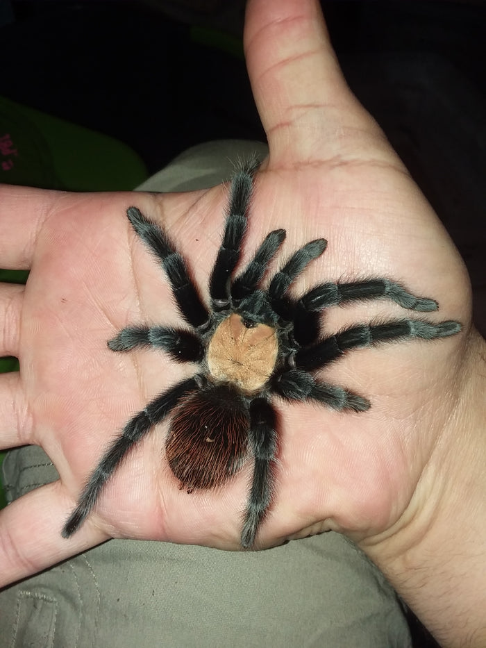0.0.1 Brachypelma albiceps - Juvenile