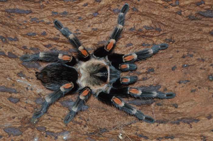 0.0.1 Brachypelma auratum - Juvenile