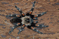 0.0.1 Brachypelma auratum - Juvenile