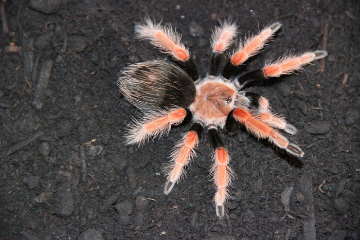 0.0.1 Brachypelma boehmei - Juvenile