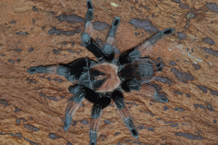 0.0.1 Brachypelma emilia - Juvenile