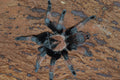 0.0.1 Brachypelma emilia - Juvenile