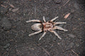 0.0.1 Catumiri argentinense - Juvenile