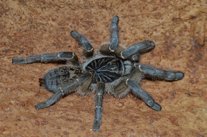 0.0.1 Ceratogyrus meridionalis - Sling