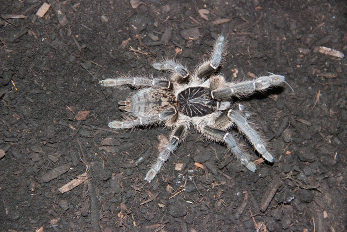 0.0.1 Ceratogyrus meridionalis - Sling