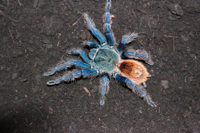 0.0.1 Chromatopelma cyaneopubescens - Sling
