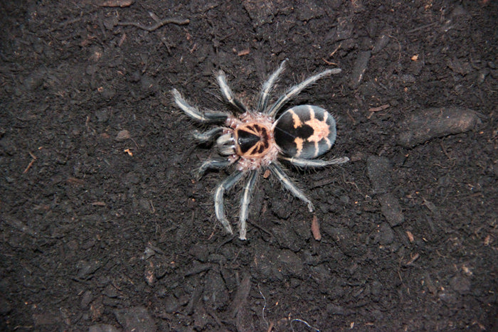 0.0.1 Cyriocosmus leetzi - Sling