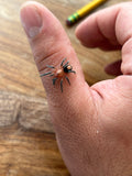 0.0.1 Cyriocosmus perezmilesi - Juvenile/subadult