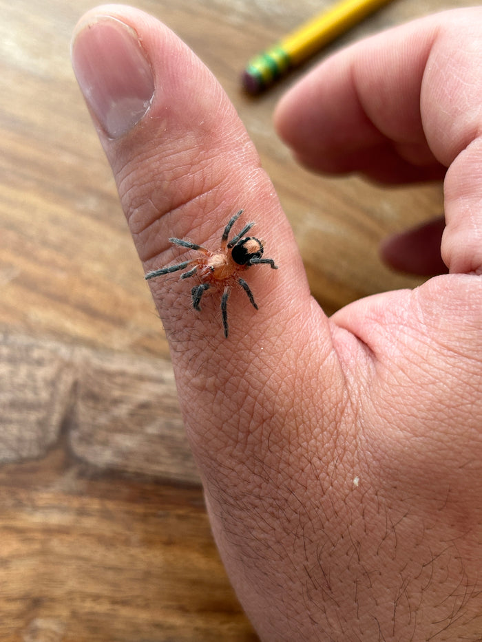 0.0.1 Cyriocosmus perezmilesi - Juvenile/subadult
