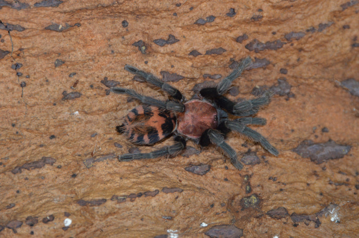 0.0.1 Davus pentaloris - Sling