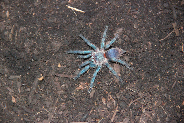 0.0.1 Dolichothele diamantinensis - Juvenile