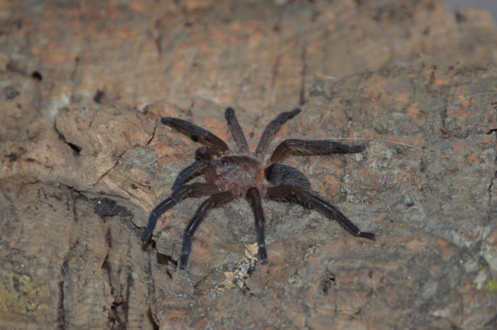 0.0.1 Dolichothele mineirum - Sling