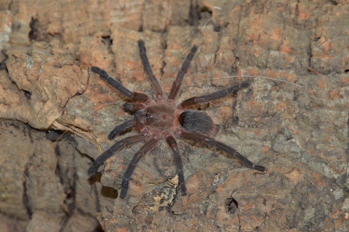 0.0.1 Dolichothele mineirum - Sling