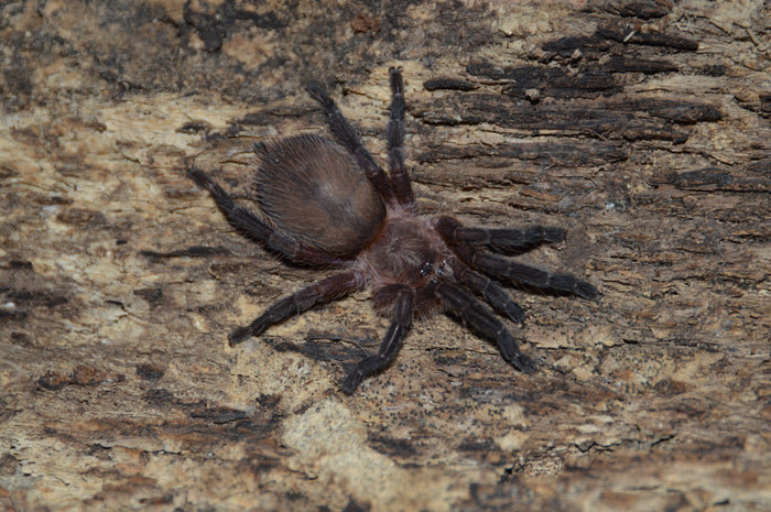 0.0.1 Dolichothele mineirum - Sling