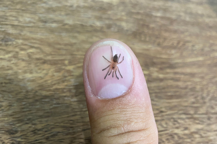 0.0.1 Dolichothele mineirum - Sling