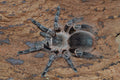 0.0.1 Eupalaestrus campestratus - Sling