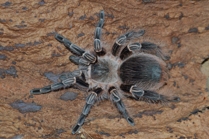 0.0.1 Eupalaestrus campestratus - Sling
