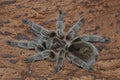 0.0.1 Grammostola porteri - Sling