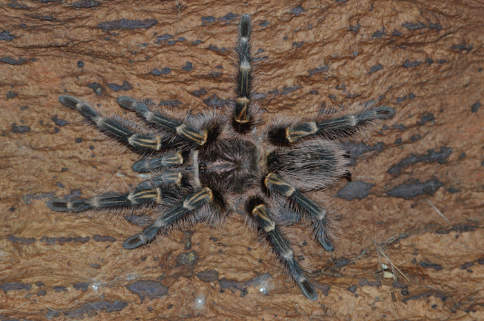 0.0.1 Grammostola pulchripes - Sling