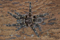 0.0.1 Grammostola pulchripes - Sling