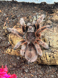 0.0.1 Grammostola rosea RCF - Sling