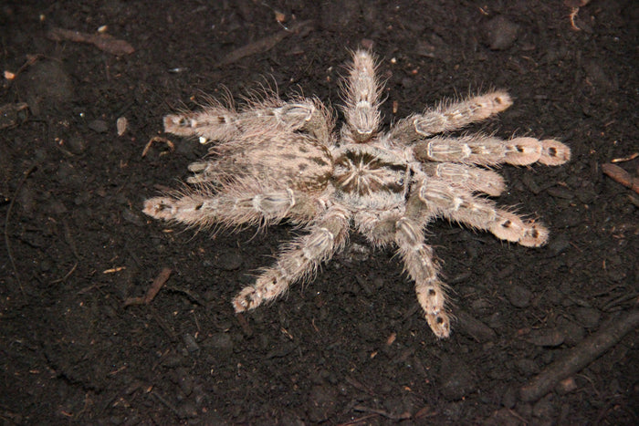 0.0.1 Heteroscodra maculata - Sling