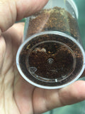 0.0.1 Homoeomma orellanai - Sling