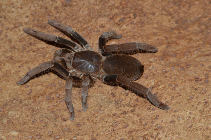 0.0.1 Hysterocrates gigas - Sling