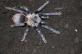 0.0.1 Lasiocyano sazimai - Sling