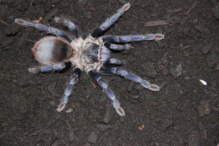 0.0.1 Lasiocyano sazimai - Sling