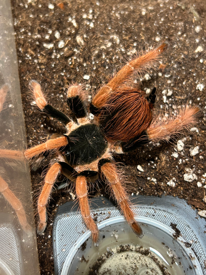 0.0.1 Megaphobema robustum - Juvenile