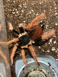 0.0.1 Megaphobema robustum - Juvenile
