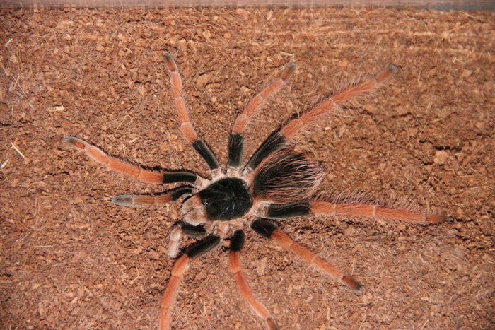 0.0.1 Megaphobema robustum - Juvenile