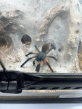 0.0.1 Monocentropus balfouri - juvi