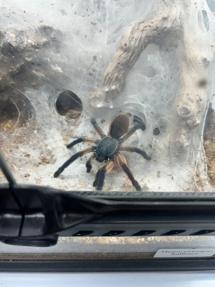 0.0.1 Monocentropus balfouri - Sling Bigger