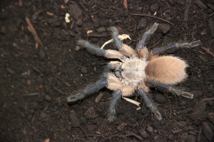 0.0.1 Monocentropus balfouri - Sling Bigger