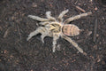 0.0.1 Neoholethele incei 'Olive' - Juvenile