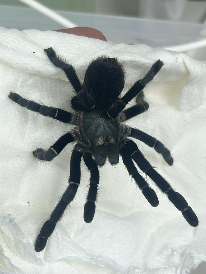 0.0.1 Ornithoctonus sp. 'Uthai Thani' - Sling
