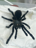 0.0.1 Ornithoctonus sp. 'Uthai Thani' - Sling