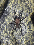 0.0.1 Orphnaecus sp "Marinduque purple"- Sling