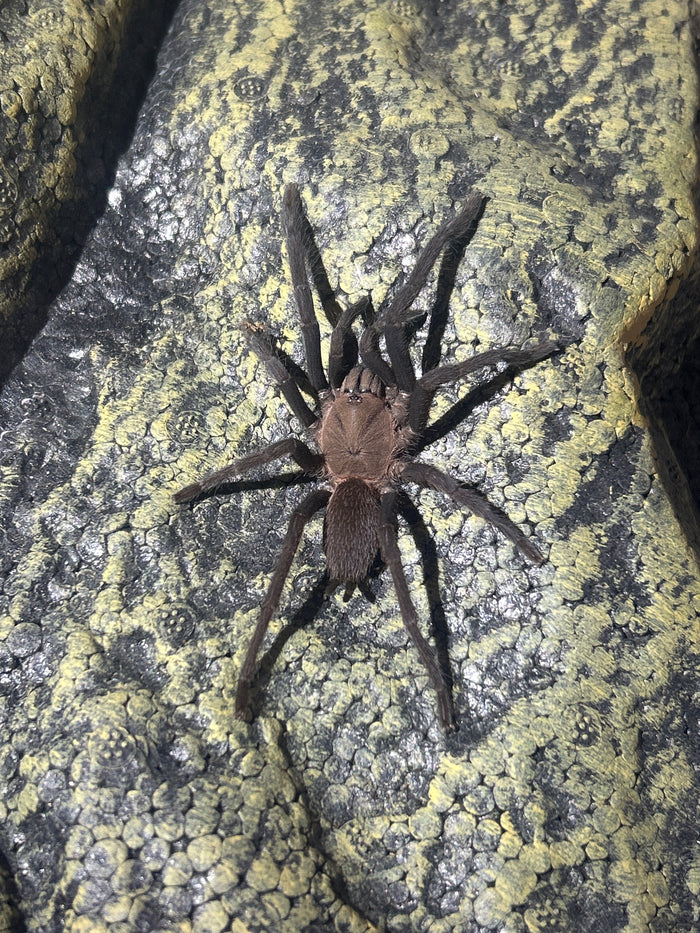 0.0.1 Orphnaecus sp "Marinduque purple"- Sling