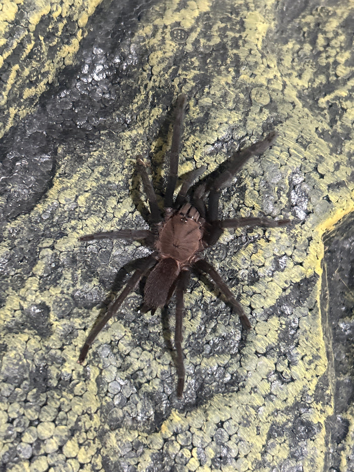 0.0.1 Orphnaecus sp "Marinduque purple"- Sling