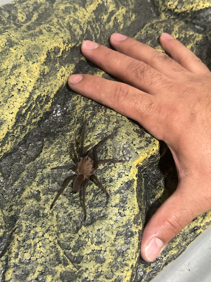 0.0.1 Orphnaecus sp "Marinduque purple"- Sling