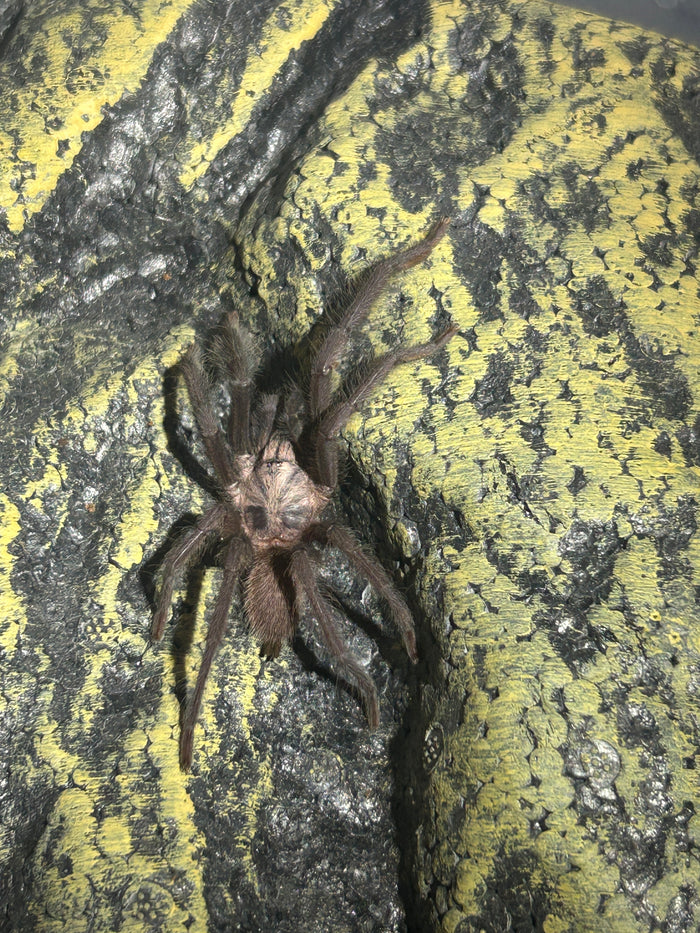 0.0.1 Orphnaecus sp "Marinduque purple"- Sling