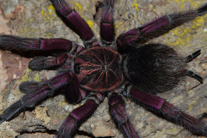 0.0.1 Pamphobeteus sp 'Plattyoma' - Sling